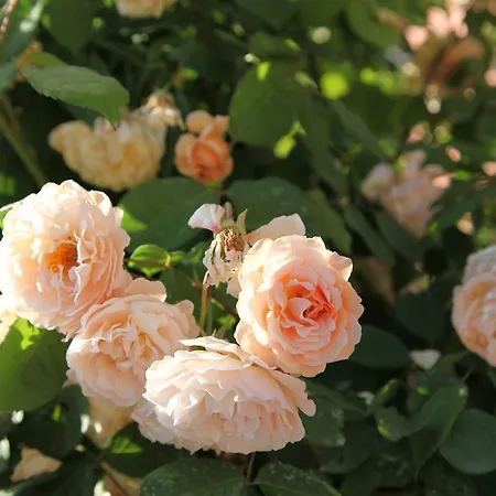 Casa San Marco Κατάλυμα σε φάρμα