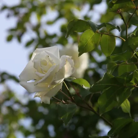 Casa San Marco Κατάλυμα σε φάρμα Castelnuovo del Garda