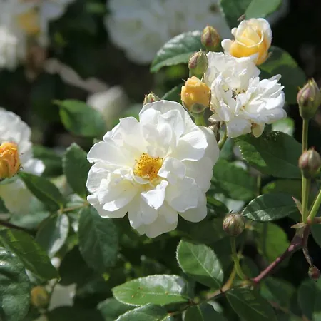 Farmház Casa San Marco