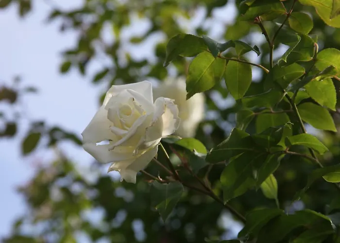 Casa San Marco مزرعة للإقامة كاستلْنْيوفو ديل غارد