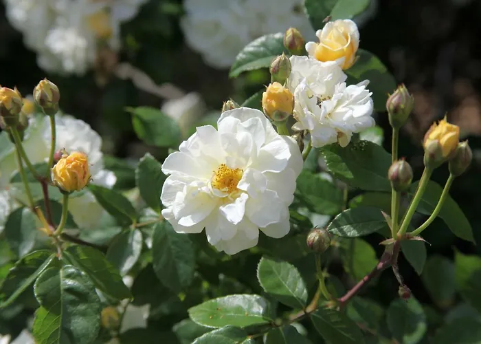 مزرعة للإقامة Casa San Marco